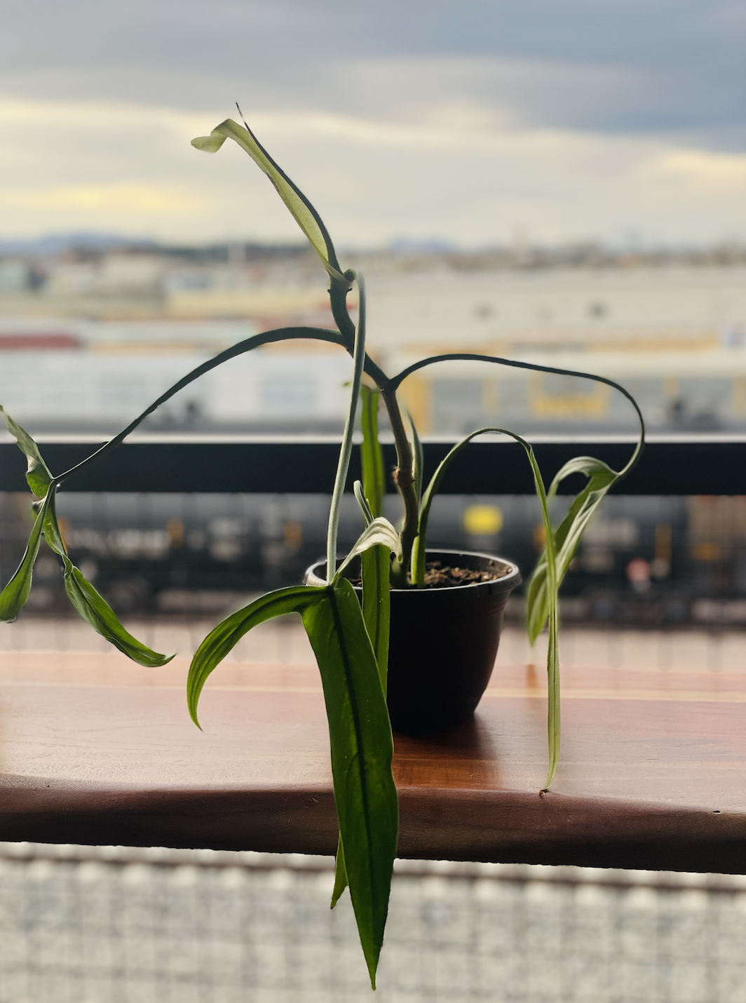 Philodendron Glad Hands